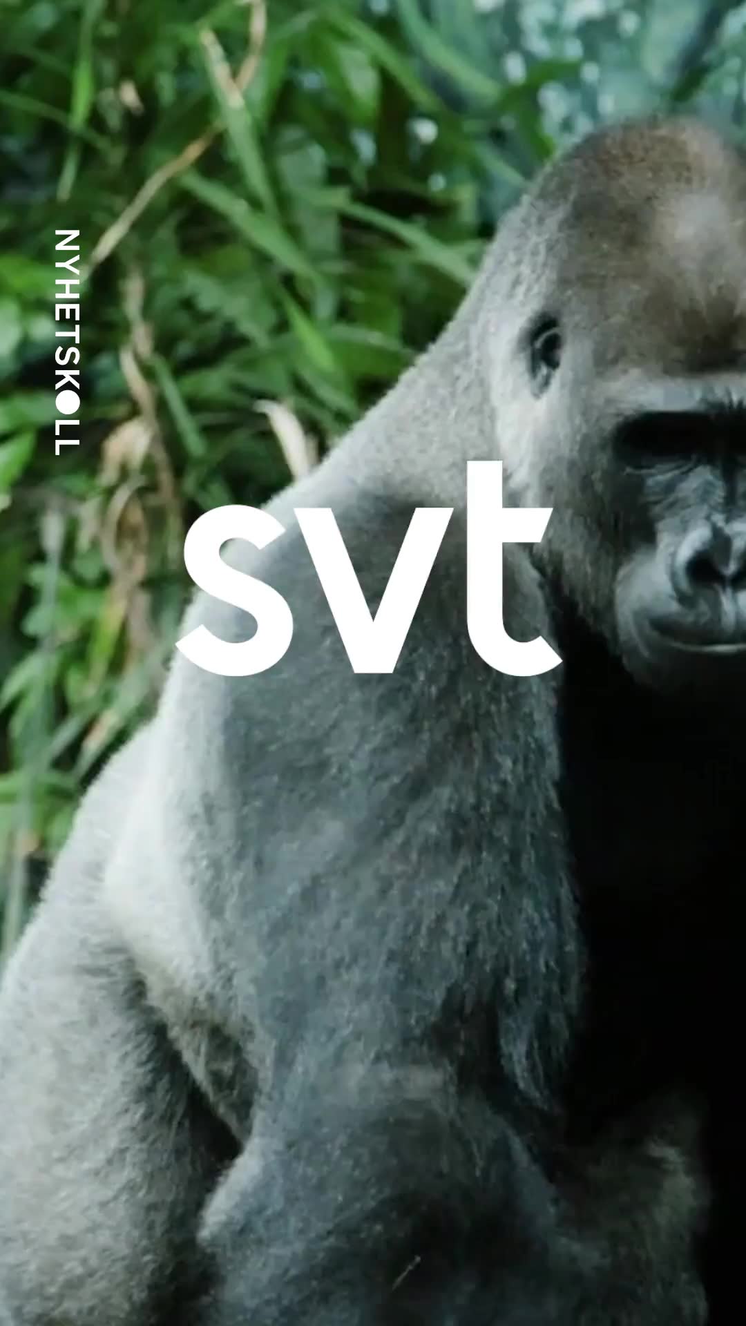 Kan 100 män vinna mot en gorilla?